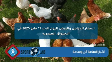 أسعار الدواجن والبيض اليوم الأحد 11 مايو 2025 في الأسواق المصرية